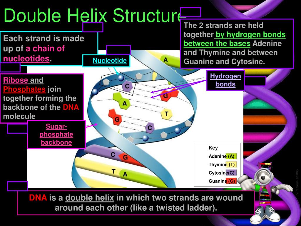 PPT Ch 12 DNA PowerPoint Presentation Free Download ID 3572806 PPT Ch 12 DNA PowerPoint Presentation Free Download ID 3572806