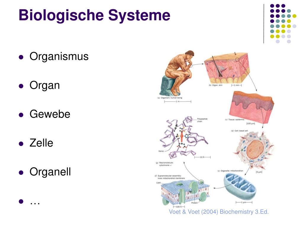 Zelle Gewebe Organ Organsystem Organismus Arbeitsblatt PPT - Wieviel Modellierung braucht ein Biologie? PowerPoint