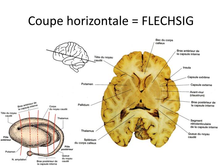 PPT V3 NOYAUX GRIS CENTRAUX PowerPoint Presentation ID3574579