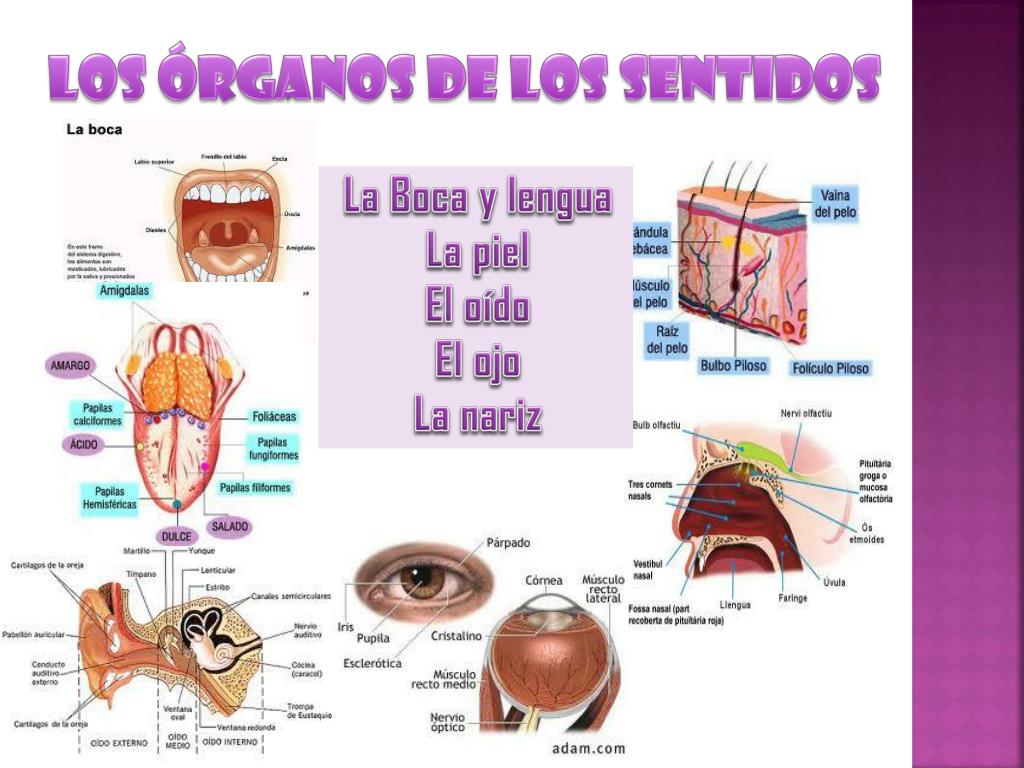 PPT - LOS ÓRGANOS DE LOS SENTIDOS PowerPoint Presentation, free download -  ID:3576348