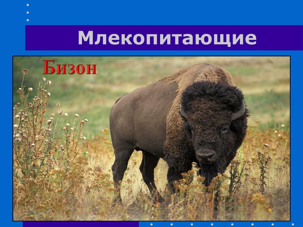 Бизон материк. Сообщение о Бизоне. Доклад про бизона. Бизон краткая информация. Проект бизоны.