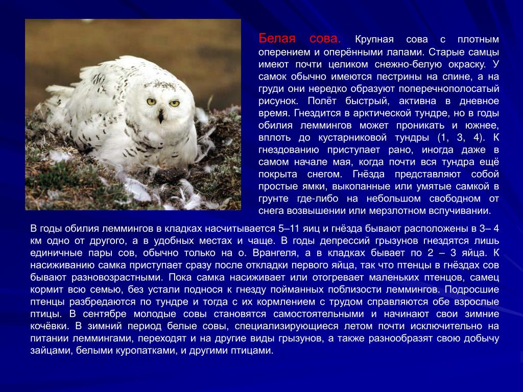 В какой зоне живет полярная сова. Информация о белой сове. Информация о полярной сове. Сообщение о полярной сове. Полярная Сова краткое описание.