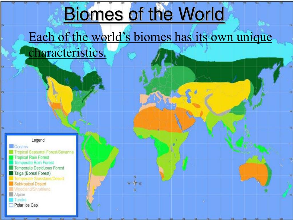 PPT - Terrestrial Biomes PowerPoint Presentation, free download - ID ...