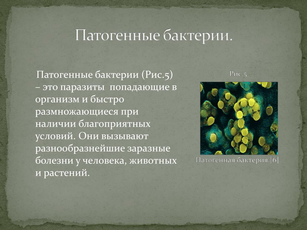 Бактериальное заболевание 5 класс. ПАТОГЕНННЫЕ микрооогр. Болезнетворные бактерии патогенные. Автогенные микроорганизмы. Патогенные микроорганизмы бактерии.