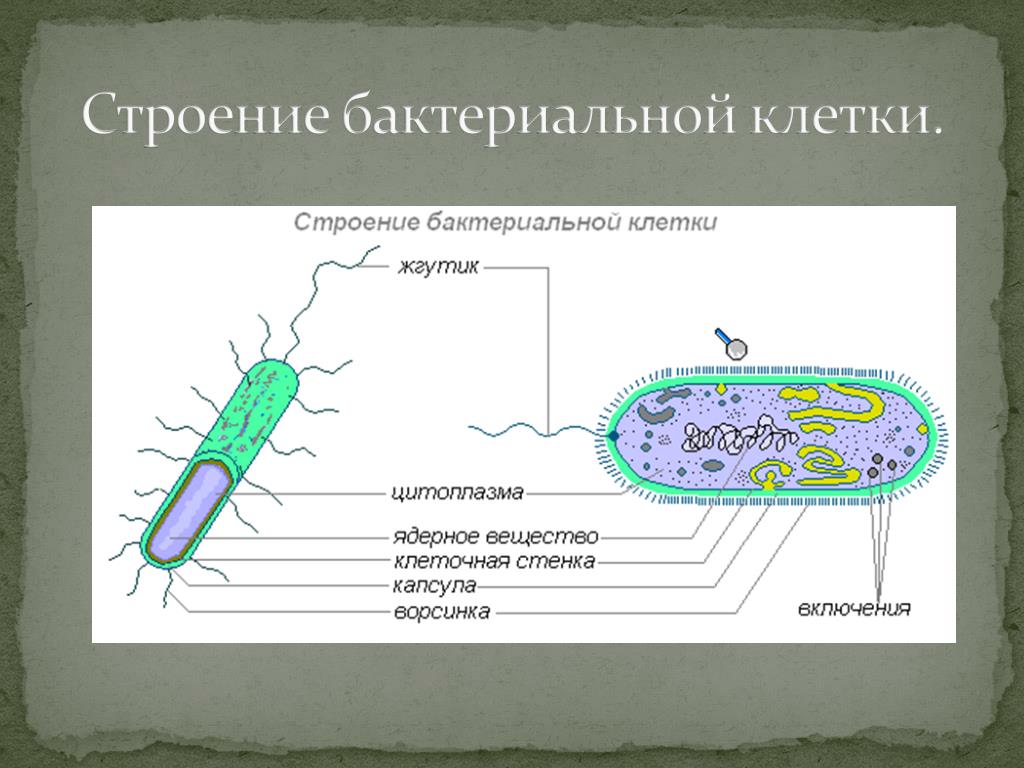Какие особенности строения бактериальной клетки