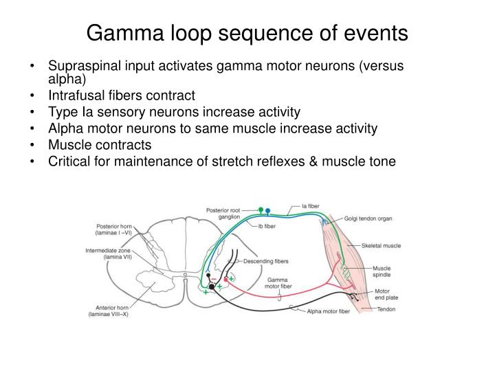 PPT NS30 PowerPoint Presentation ID3578034
