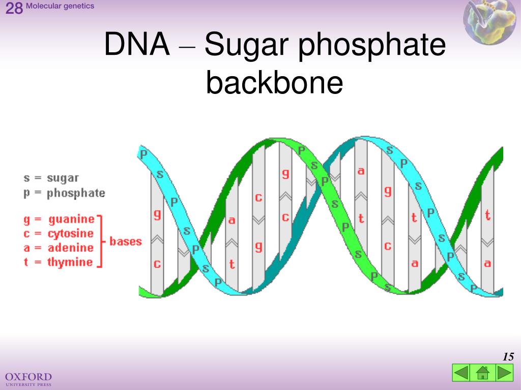 sugar phosphate backbone in dna sugar phosphate backbone in dna