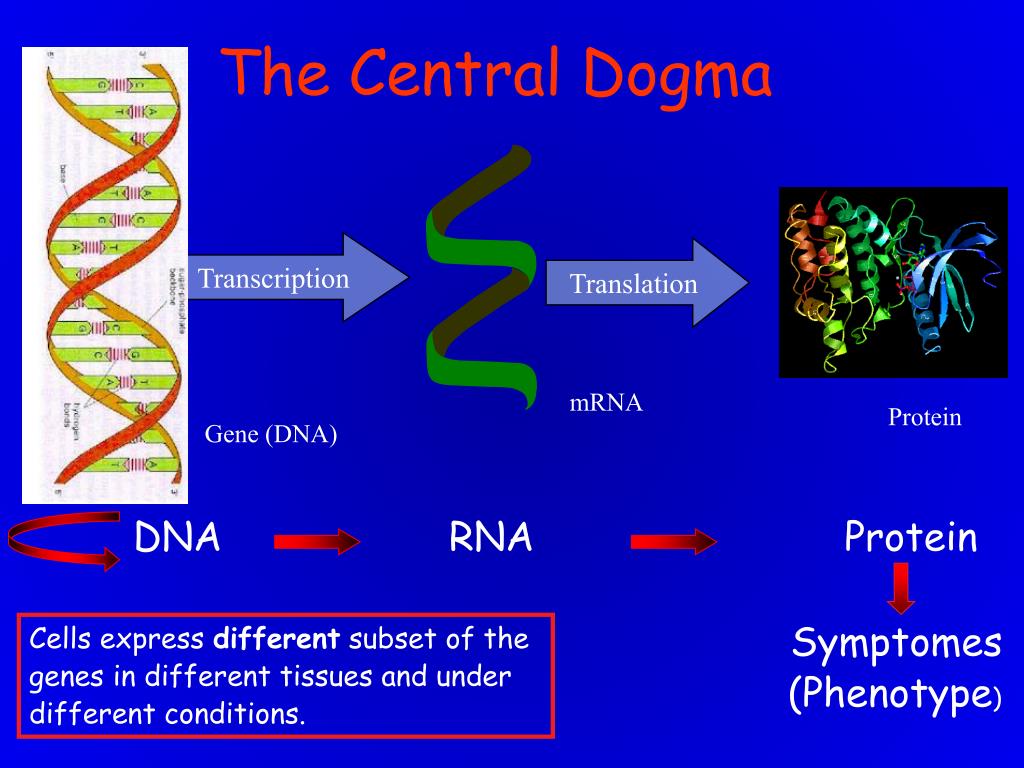DNA RNA Protein. DNA Gene Transcription. DNA Transcription and translation. Cell Gene. Dna перевод