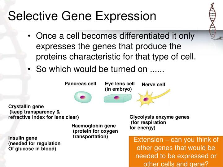 gene expression thesis Thesis methods - free download as word doc (doc / docx), pdf file (pdf), text file (txt) or read online for free. gene expression thesis Thesis methods - free download as word doc (doc / docx), pdf file (pdf), text file (txt) or read online for free.