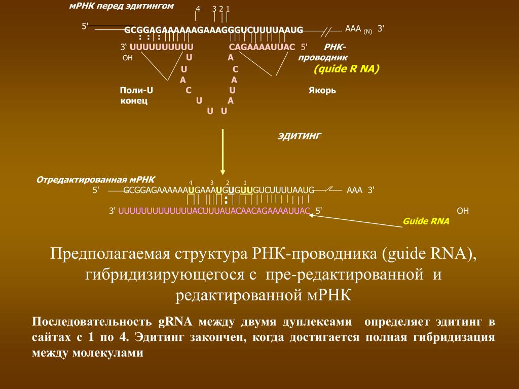 3 созревания рнк. Структура матричной РНК. Редактирование МРНК. Последовательность МРНК. Структура МРНК.