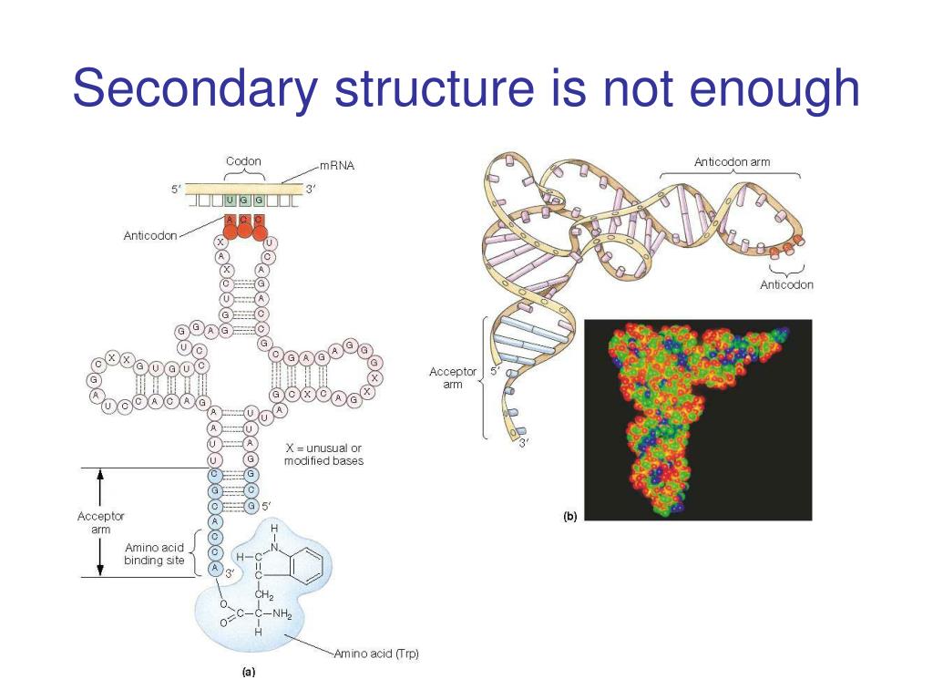 Клеверный лист ТРНК. ТРНК. Транспортная РНК. Структура Гена ТРНК.