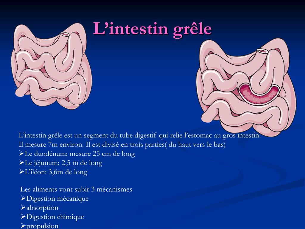 Partie De L Intestin PPT - L ’appareil digestif PowerPoint Presentation, free download - ID