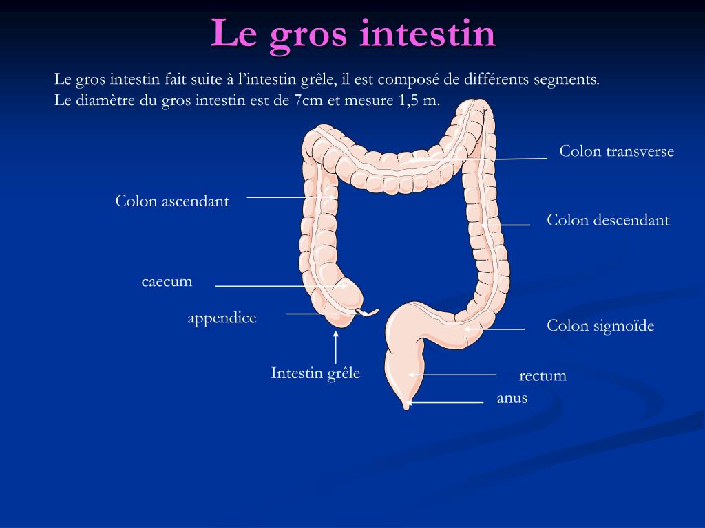 Partie De L Intestin Grele En 5 Lettres Partie De L Intestin Grele En 5 Lettres - Communauté MCMS