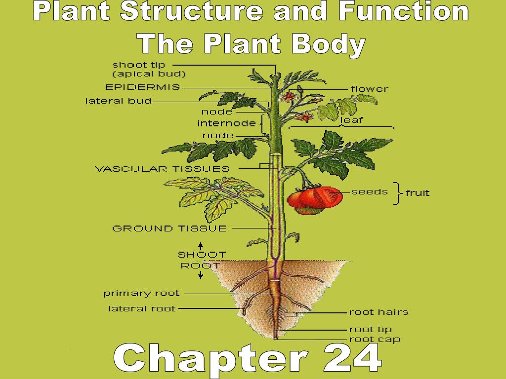 PPT - Plant Structure and Function The Plant Body PowerPoint Presentation -  ID:3585402