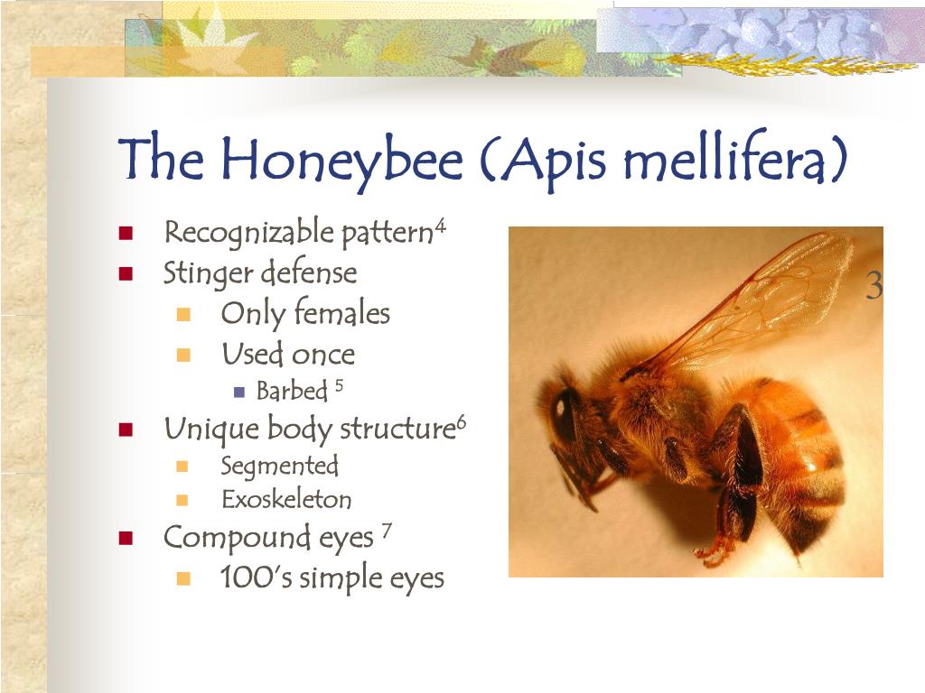 The Life Cycle of Honeybees PowerPoint Presentation, free ... Biology Diagrams