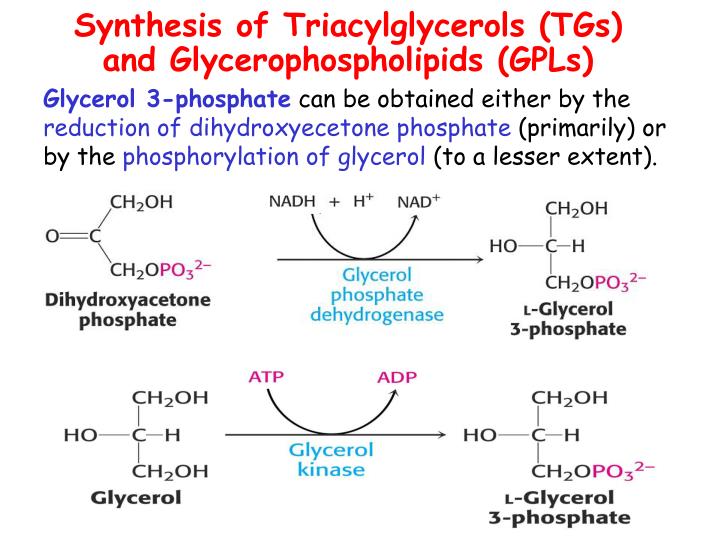 PPT - Catabolism s of triacylglycerols and phospholipids . PowerPoint ...