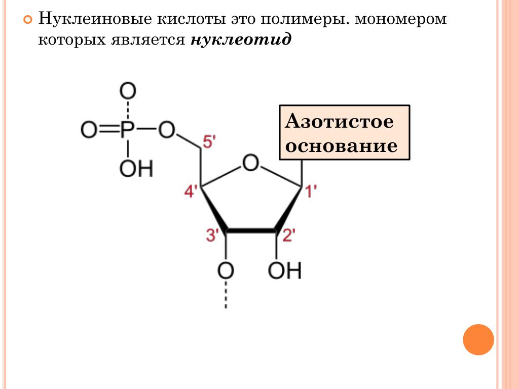 Нуклеотид представляет собой. Нуклеиновые кислоты структурная формула. Общая структурная формула нуклеиновых кислот. Формула нуклеиновые кислоты общая формула. Общая формула нуклеотида.
