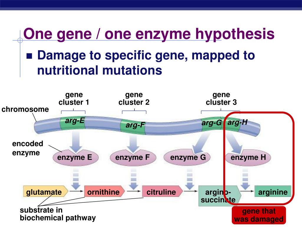 good genes hypothesis in biology