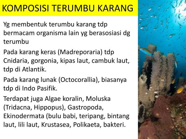 PPT TERUMBU KARANG PowerPoint Presentation ID:3589091 PPT TERUMBU KARANG PowerPoint Presentation ID:3589091