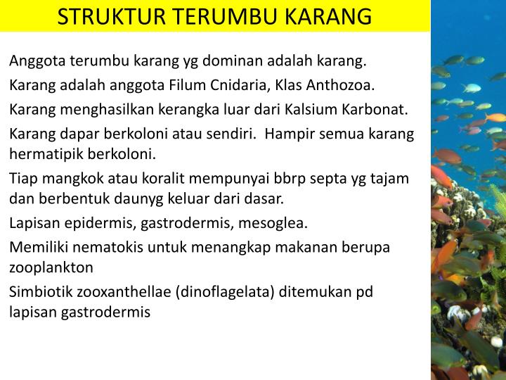 PPT TERUMBU KARANG PowerPoint Presentation ID:3589091 PPT TERUMBU KARANG PowerPoint Presentation ID:3589091