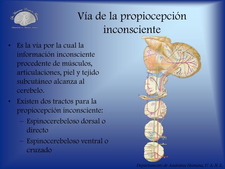 Via Inconsciente PPT - Módulo X Vías ascendentes PowerPoint Presentation - ID:3589203