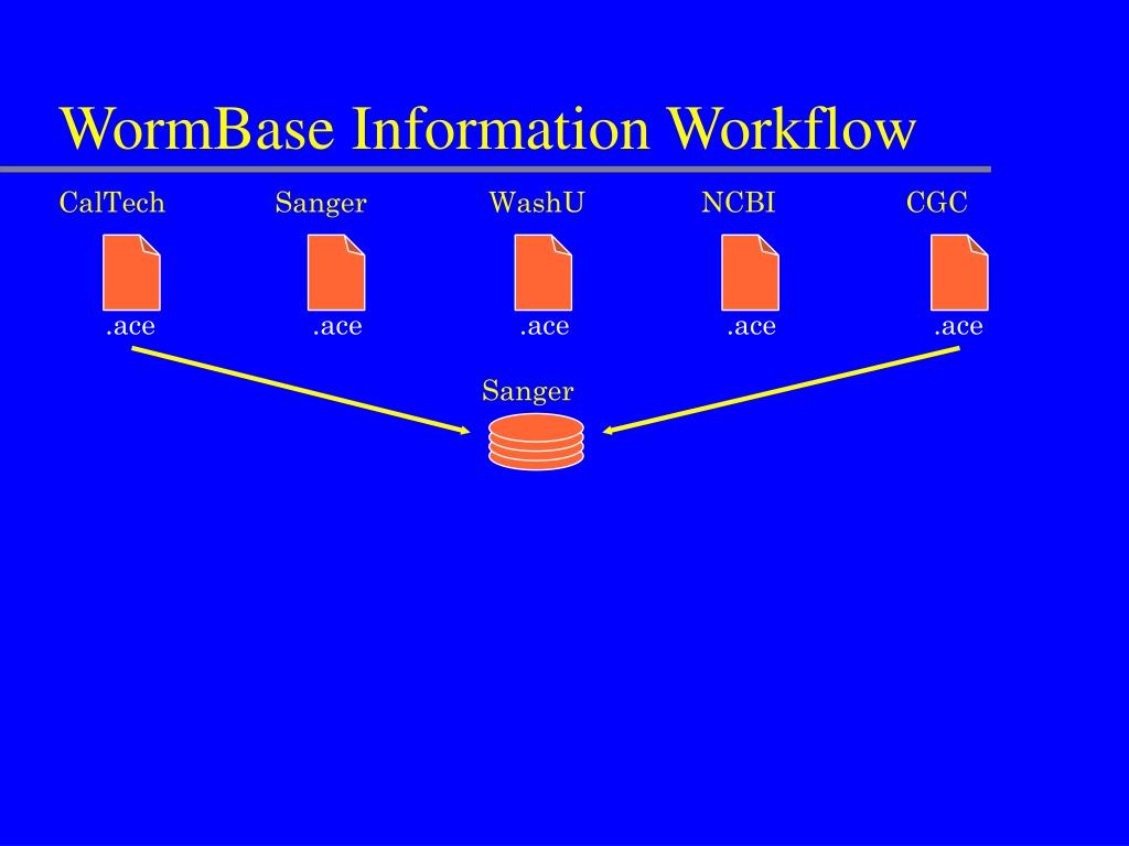 PPT WormBase A Resource for the Biology & Genome of C. elegans
