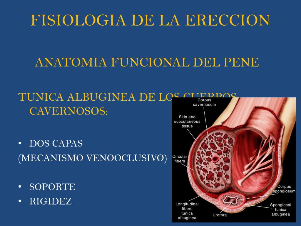 PPT FISIOLOGIA DE LA FUNCI N SEXUAL PowerPoint Presentation Free ppt-fisiologia-de-la-funci-n-sexual-powerpoint-presentation-free