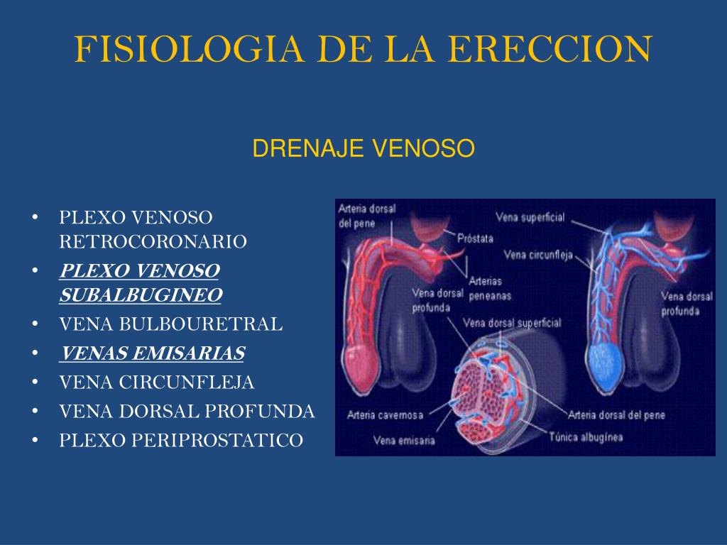 Fisiologia De La Ereccion Del Pene www.slideserve.com