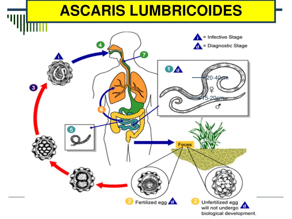 Стадия жизненного цикла червя. Цикл размножения аскариды человеческой. Цикл развития гельминтов. Жизненный цикл аскариды червей. Циклы развития аскариды и острицы.