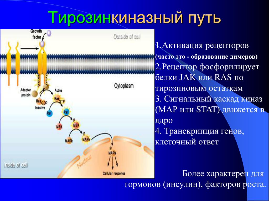 Система рецепторов. Тирозинкиназный механизм действия инсулина. Механизм действия тирозинкиназного рецептора. Тирозинкиназный сигнальный путь. Строение тирозинкиназного рецептора.