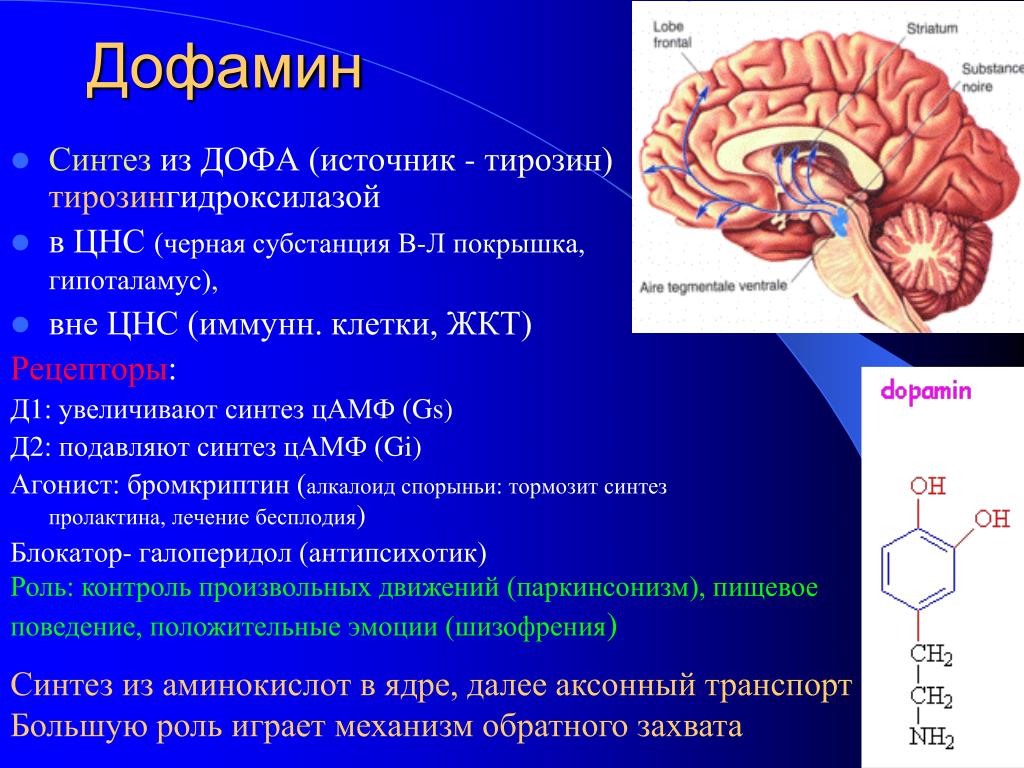Гормон центральной нервной системы. Функции дофамина биохимия. Дофаминовые рецепторы головного мозга. Дофаминовые рецепторы, структура, функции. Функции дофамина в ЦНС.