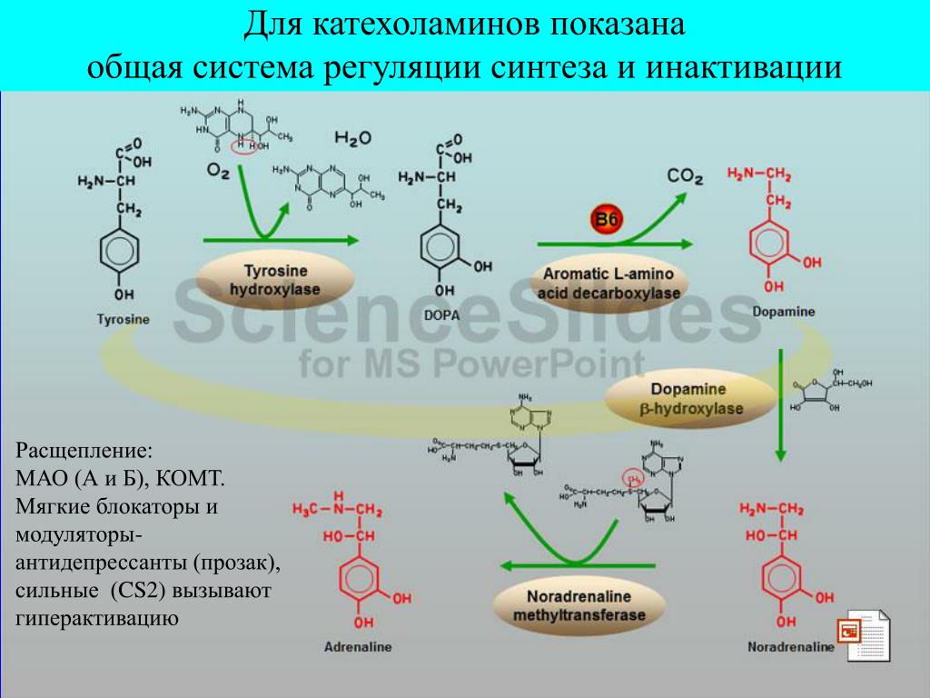 Синтез и расщепление. Инактивация катехоламинов биохимия. Синтез катехоламинов физиология. Реакции инактивации катехоламинов. Схема инактивации катехоламинов.