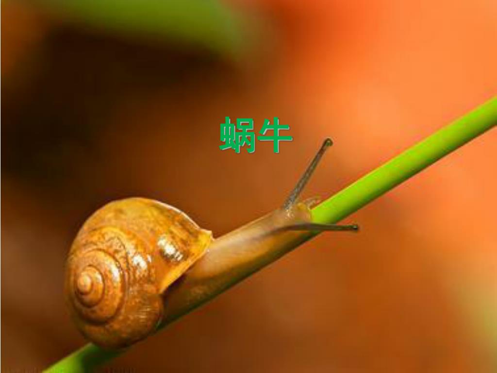【蜗牛摄影图片】户外生态摄影_影迷_太平洋电脑网摄影部落