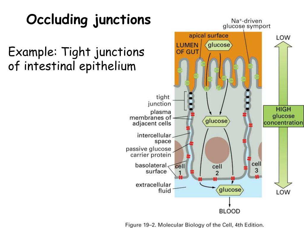 PPT - Chapter 19: Cell junctions and the extracellular matrix ...