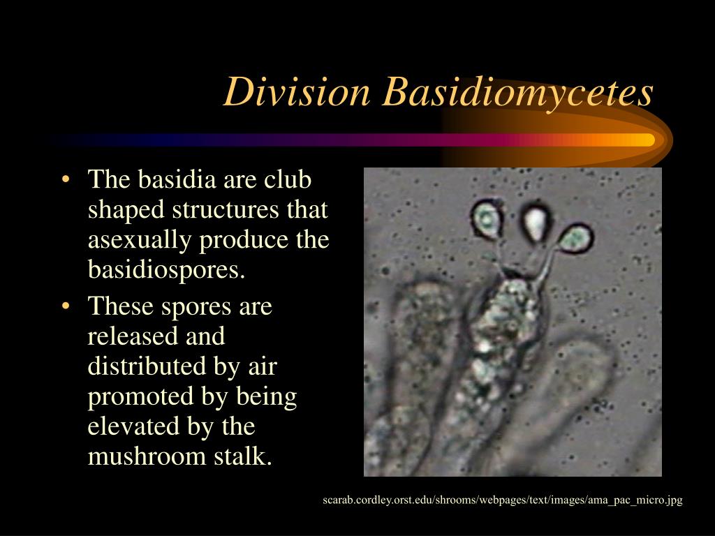 PPT - Fungus – Mycology-BIOLOGY 11 PowerPoint Presentation, free ...