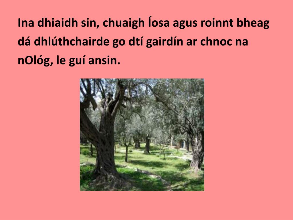 PPT - Turas na Croise PowerPoint Presentation, free download - ID:3838038, image size:1024x768