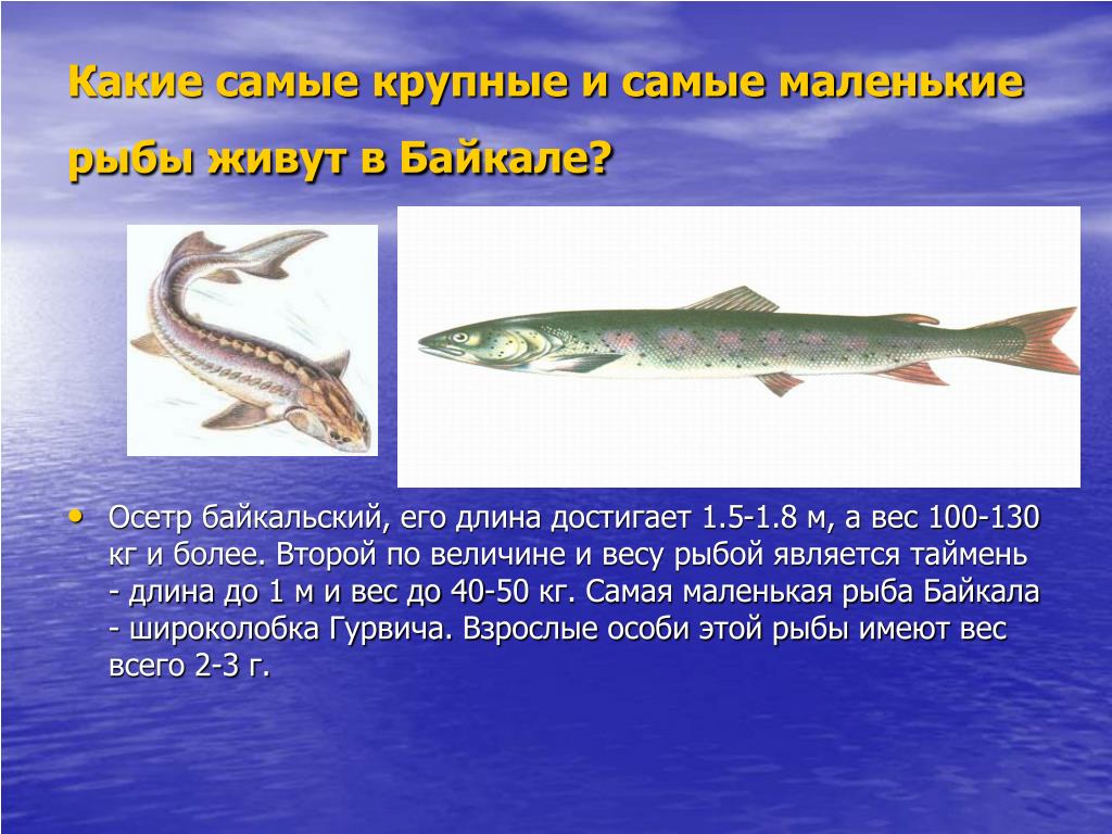 Какая рыба водится в озере. Рыбы обитающие в Озерах. Рыбы обитающие в озере Байкал. Рыбы живущие в Байкале. Самая большая рыба в Байкале.