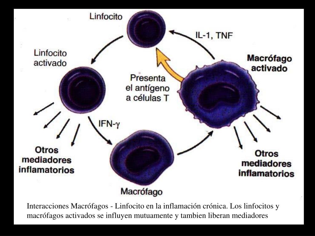 Como subir los linfocitos