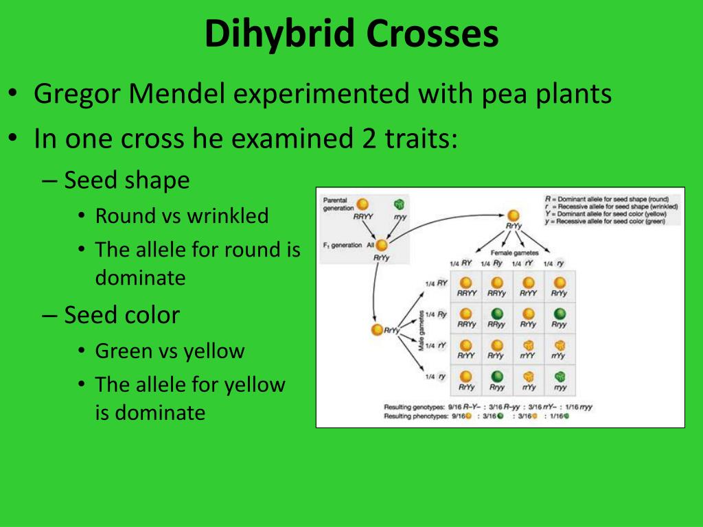 PPT - Dihybrid Crosses and Gene Linkage PowerPoint ...
