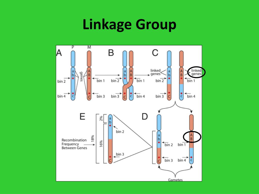 PPT Dihybrid Crosses and Gene Linkage PowerPoint Presentation, free
