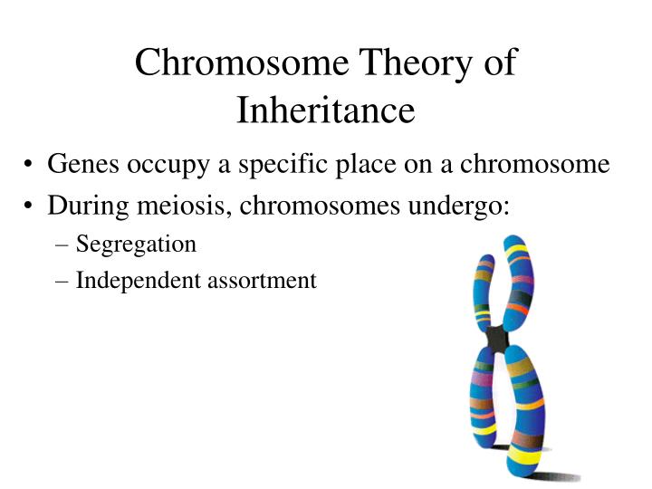46 and 2 chromosomes theory