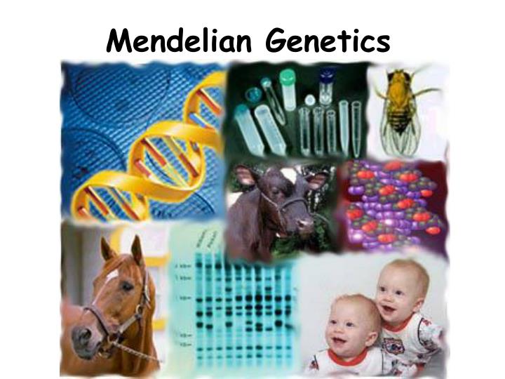 Ppt Mendelian Genetics Powerpoint Presentation Free Download Id