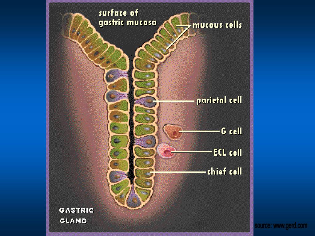 Клетки слизистой желудка вырабатывают. G клетки желудка. ECL клетки желудка. Клетки желудка секретирующие гистамин. G клетки желудка вырабатывают.