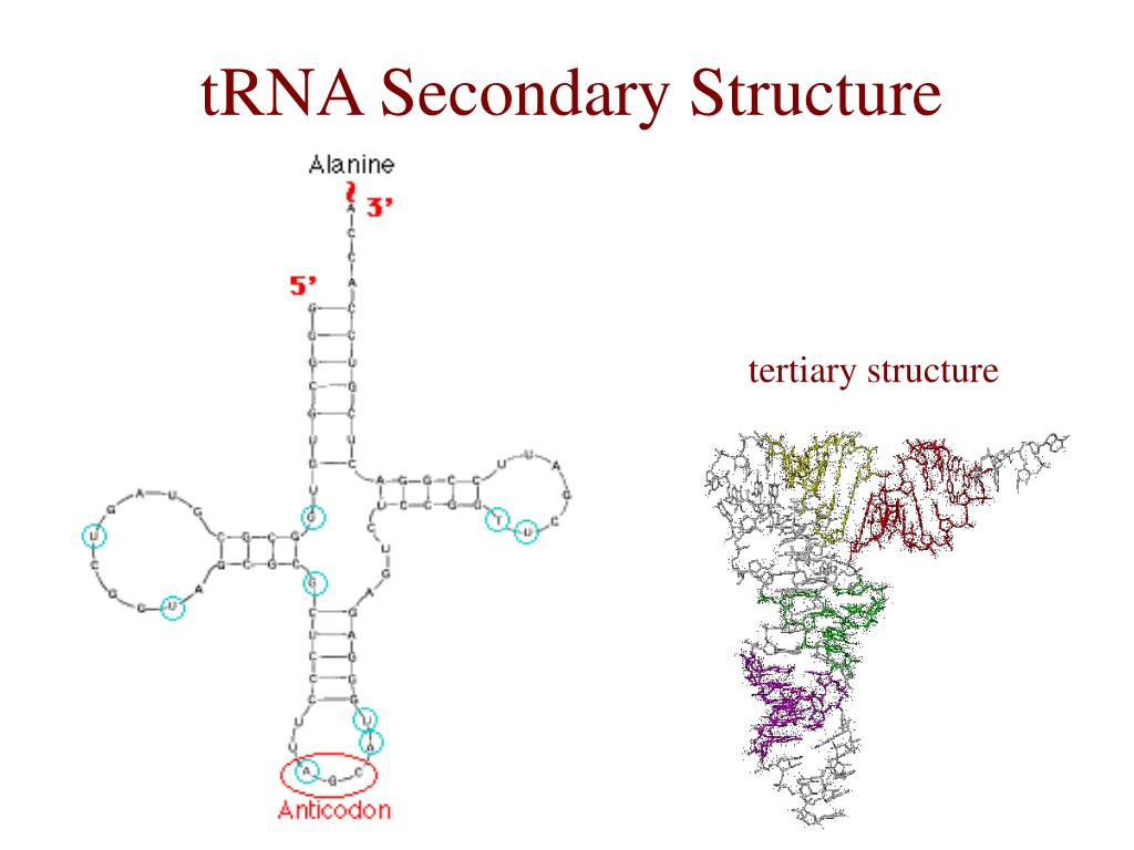 stochastic context-free grammars for trna modeling