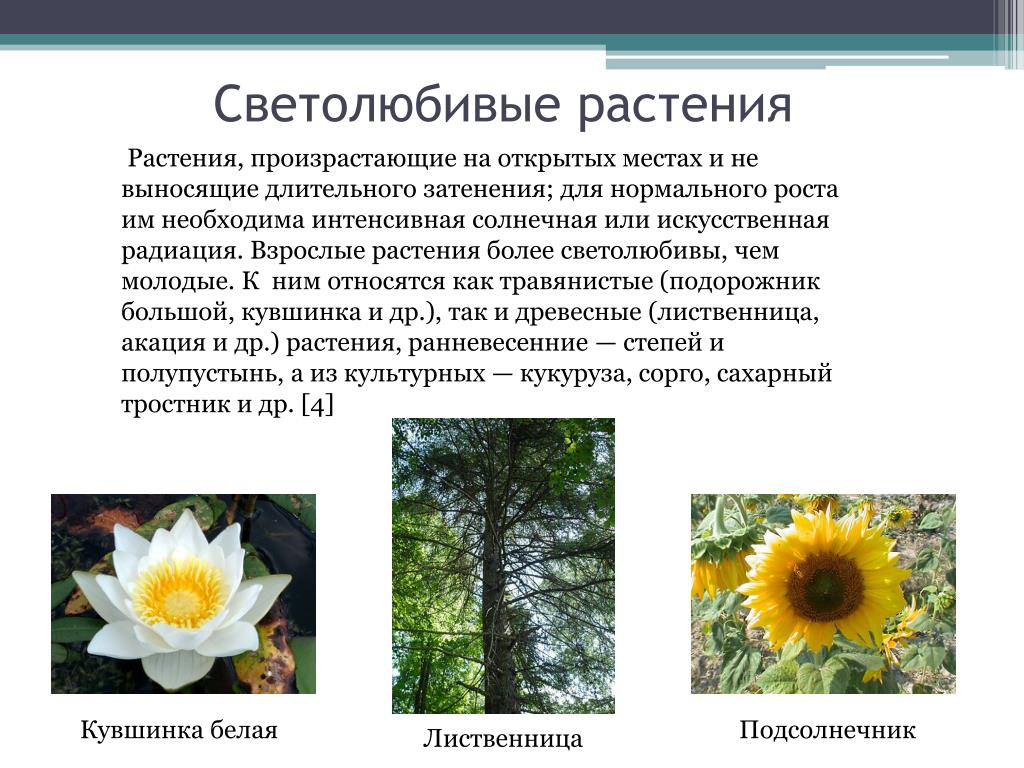 Определение растений по фотографии онлайн бесплатно без регистрации и смс