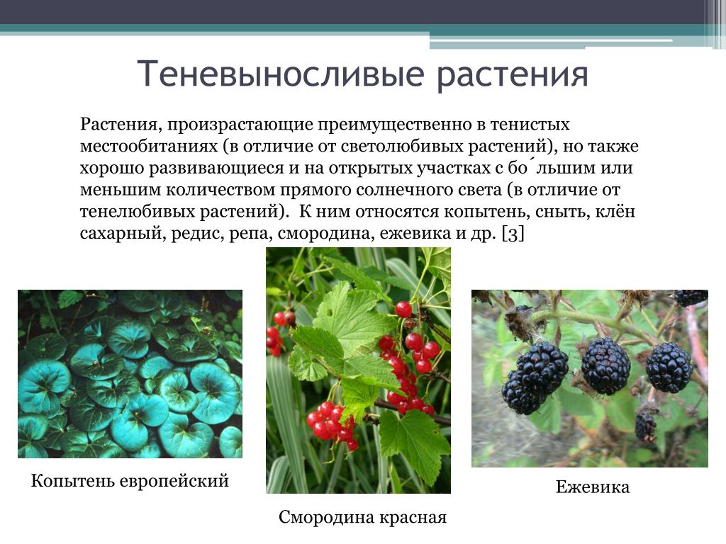 П 14 биология. Светолюбивые и тенелюбивые растения. Теневыносливые растения. Теневыносливые растения примеры. Тенелюбивые и теневыносливые растения.