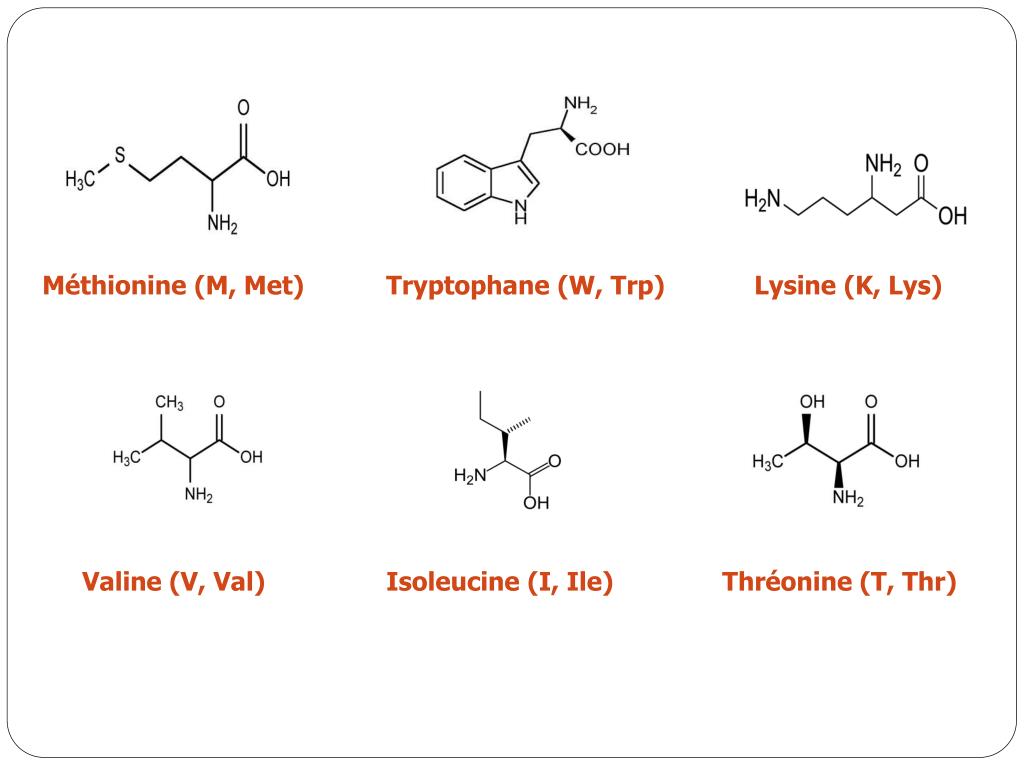 PPT Les acides aminés PowerPoint Presentation free download ID