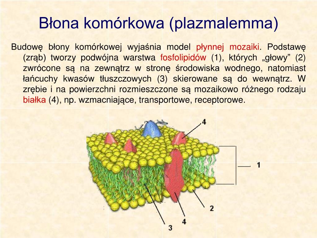 Błona Komórkowa Komórek Zwierzęcych Jest Zbudowana Głównie Z PPT - Jak zbudowane są komórki organizmów? PowerPoint Presentation