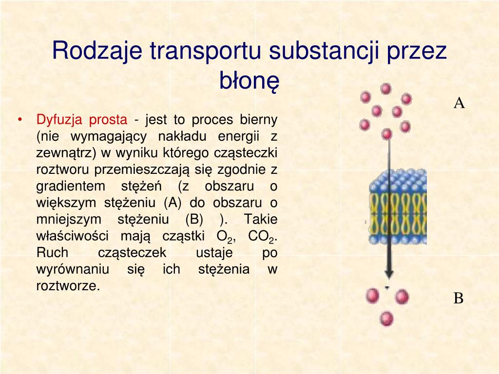 Transportuje Różne Substancje Do Wnętrza I Na Zewnątrz Komórki PPT - Jak zbudowane są komórki organizmów? PowerPoint Presentation