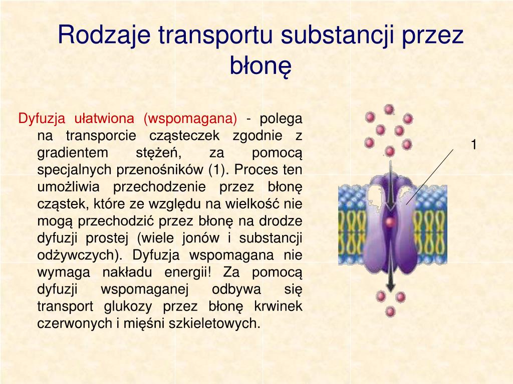 Transportuje Różne Substancje Do Wnętrza I Na Zewnątrz Komórki PPT - Jak zbudowane są komórki organizmów? PowerPoint Presentation